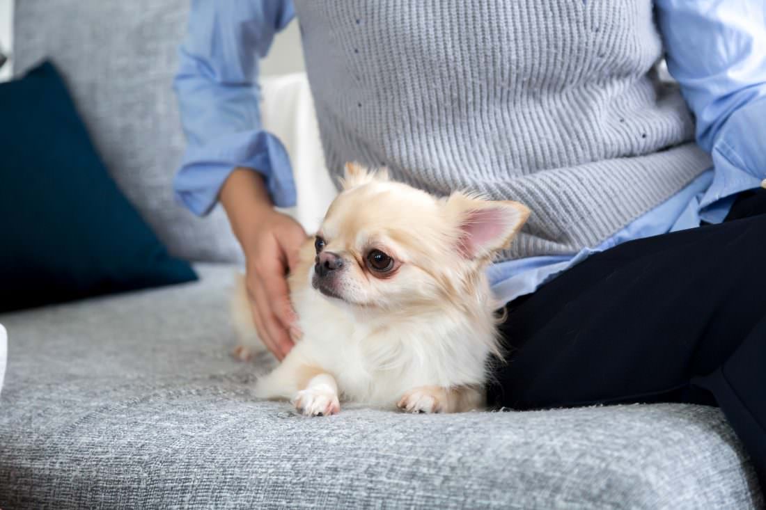 N様の愛犬、チワワのプー太くん