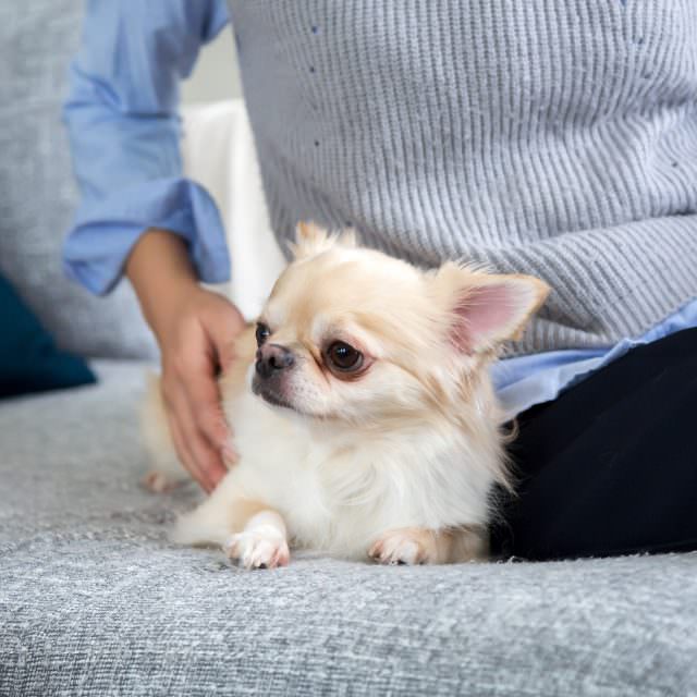 N様の愛犬、チワワのプー太くん